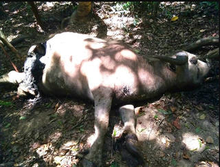 Phát hiện 15 con trâu bị chết do dính bẫy thú rừng ở Ninh Thuận