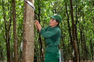 Giữ xanh vùng biên, nâng cao an sinh xã hội