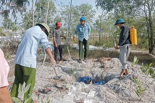 Quảng Trị tiêu hủy hơn 100 tấn lợn mắc dịch tả Châu Phi