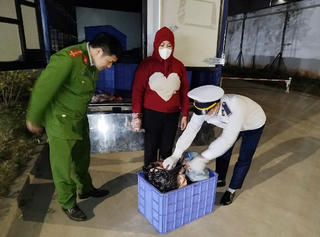 Phát hiện 190 con lợn mắc dịch tả châu Phi đang được đưa đi tiêu thụ