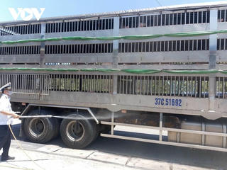 Gia Lai lập 4 chốt kiểm soát dịch bệnh động vật
