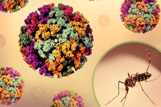WHO cảnh báo nguy cơ lây lan cao của virus Chikungunya