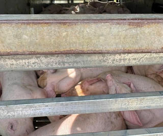 Phát hiện ô tô chở 97 con heo nhiễm dịch tả lợn châu Phi đi tiêu thụ