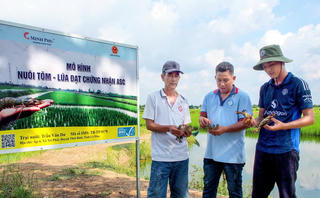 “Lúa thơm – Tôm sạch” - hướng phát triển nông nghiệp bền vững của Cà Mau