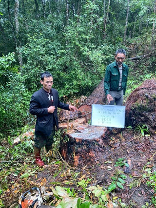 Điểm tin Pháp Luật ngày 4/8: Triệt phá vụ khai thác gỗ thông trái phép quy mô lớn tại Lâm Đồng