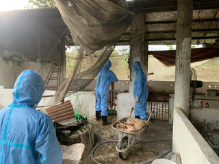 Nhiều giải pháp ngăn chặn đà lây lan dịch tả lợn châu Phi ở Đông Nam Bộ