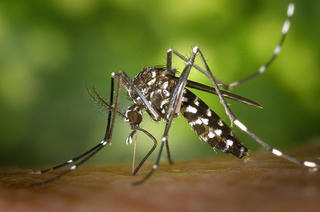 Dịch virus Chikungunya bùng phát ở Trung Quốc
