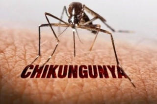 Bệnh Chikungunya nguy hiểm như thế nào?