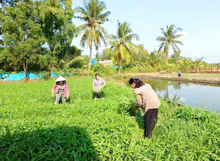 Nâng cao đời sống vùng đồng bào dân tộc thiểu số, hướng tới phát triển bền vững ở Cà Mau