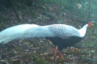 Độc đáo hình ảnh gà lôi trắng ở Vườn quốc gia Vũ Quang