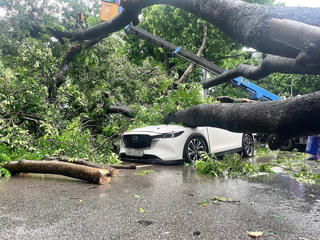 Cây lớn bật gốc, ngã đè lên ô tô đi đường giữa phố Hà Nội 