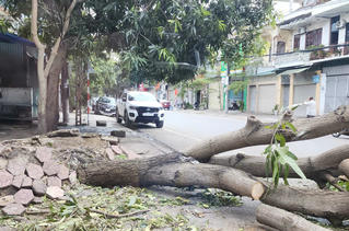 Nghệ An: hàng chục ngàn cây xanh gãy đổ do bão, doanh nghiệp lý giải việc cắt tỉa "không xuể" 