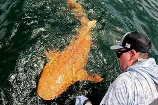 Cá mập màu cam xuất hiện ở vùng biển Costa Rica