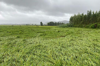 Bão số 6 gây đổ ngã hơn 624 ha lúa, 17 điểm giao thông ở Quảng Trị bị chia cắt