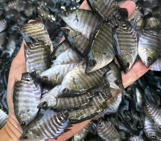 Công ty CP khuyến nông Quốc gia bị cấm tham gia các gói thầu do Đoàn 379 tổ chức