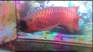 Trộm cá huyết long, đối tượng ở Đắk Lắk bị khởi tố