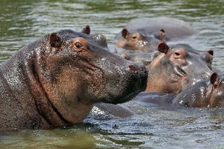 Hà mã húc lật thuyền trên sông, 11 người mất tích