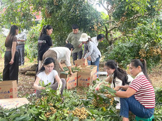 Nhãn Ánh vàng 205 bội thu ở Sơn La – dấu ấn phân bón Supe Lâm Thao