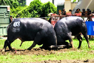 Sẵn sàng cho Lễ hội chọi trâu truyền thống Đồ Sơn năm 2025