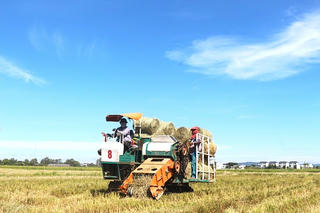 Tận thu rơm - Nông dân Quảng Trị thêm nguồn thu, giảm ô nhiễm