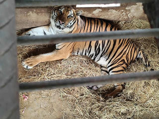 Những nỗi niềm của… hổ