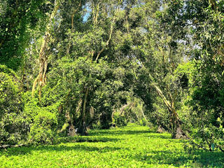 Một ngày làm lữ khách ở rừng tràm Trà sư