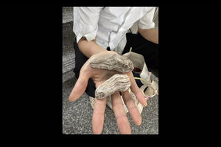 Cảnh báo lừa đảo từ lời mời chào mua 'củ thuốc quý' tại bệnh viện