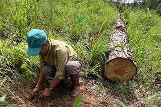 Sau phản ánh phá rừng của Báo PLVN: Trồng lại rừng, chuyển hồ sơ sang cơ quan kiểm lâm xử lý