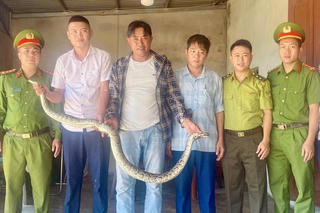 Người dân bàn giao 2 cá thể trăn quý hiếm để thả về tự nhiên