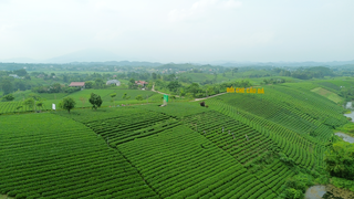 La Bằng (tỉnh Thái Nguyên): Gắn kết du lịch sinh thái, trải nghiệm từ những đồi chè xanh ngát
