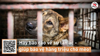 Nguy cơ lây lan dịch bệnh sang người do nạn buôn bán động vật trái phép 
