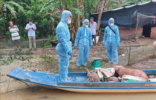 Điểm tin Pháp luật 24/09: Cà Mau khẩn trương khoanh vùng, dập dịch tả lợn châu Phi