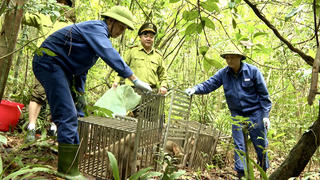 Thả nhiều cá thể động vật hoang dã về môi trường tự nhiên