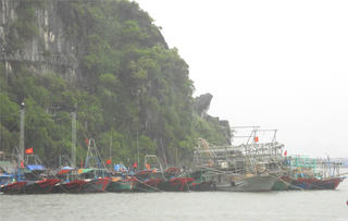 Quảng Ninh: Tạm ngừng cấp phép tàu ra khơi từ 18 giờ hôm nay, 27/9