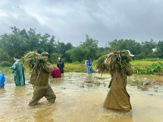 Công an TP Huế khẩn trương giúp dân gặt lúa, sửa nhà chống bão