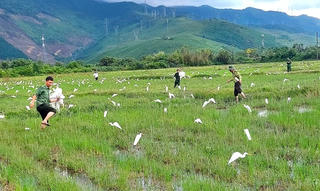 Huế: Nhức nhối nạn bẫy bắt chim trời mùa di cư 