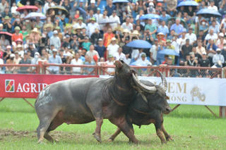 'Ông trâu' số 06 giành ngôi vô địch Lễ hội chọi trâu Đồ Sơn 2025