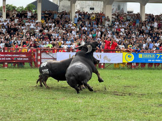 Hàng chục nghìn du khách nô nức về Hải Phòng dự Lễ hội chọi trâu Đồ Sơn 2025