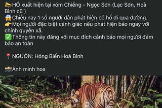 Đang xác minh thông tin hổ xuất hiện ở Phú Thọ