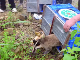 Tái thả 91 cá thể động vật hoang dã về Vườn quốc gia Tam Đảo
