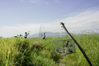 Ngăn chặn tình trạng săn bắt trái phép để phát triển bền vững chim yến ở Khánh Hoà
