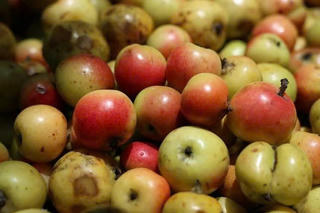 Khát vọng đưa quả táo mèo Nậm Nghẹp thành 'mỏ vàng' cho vùng đất Ngọc Chiến