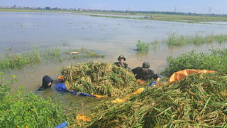 Công an xã Trung Giã, Đa Phúc giúp dân di dời cứu lúa ngập úng (bị ảnh hưởng bởi bão)