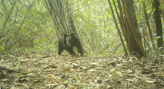 Phát hiện thêm nhiều loài động vật rừng quý hiếm ở Vườn Quốc gia Chư Mom Ray