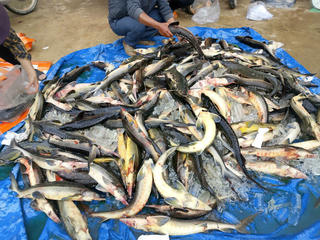 Mưa lớn làm vỡ đường ống, gần 45 tấn cá tầm ở Măng Đen chết, thiệt hại hơn 7,7 tỷ đồng