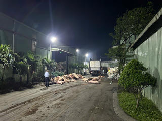 Đồng Nai: Tiêu hủy 89 con heo dương tính với chất tạo nạc tại lò mổ “chui”