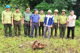 Xã Trường Sơn (Quảng Trị): Tiếp nhận khỉ mặt đỏ thả về tự nhiên