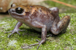 Phát hiện loài ếch và tắc kè mới 
