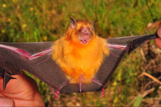 Cảnh báo về loại virus hiếm gặp gây chết người