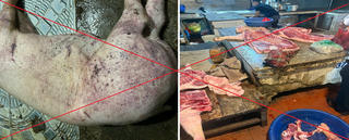 Hà Nội: Triệt phá ổ nhóm tuồn lợn chết do dịch bệnh vào các chợ dân sinh